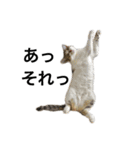 ねこのニケ（個別スタンプ：1）