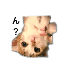 ねこのニケ（個別スタンプ：2）
