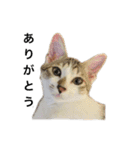 ねこのニケ（個別スタンプ：3）