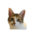 ねこのニケ（個別スタンプ：4）