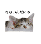 ねこのニケ（個別スタンプ：5）