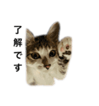 ねこのニケ（個別スタンプ：6）