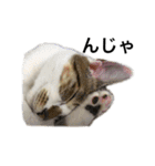 ねこのニケ（個別スタンプ：7）