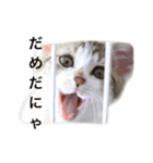 ねこのニケ（個別スタンプ：8）