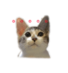 ねこのニケ（個別スタンプ：9）