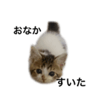 ねこのニケ（個別スタンプ：10）