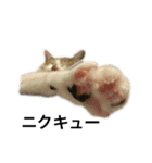 ねこのニケ（個別スタンプ：11）