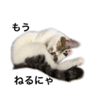 ねこのニケ（個別スタンプ：12）