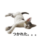 ねこのニケ（個別スタンプ：13）