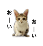 ねこのニケ（個別スタンプ：14）