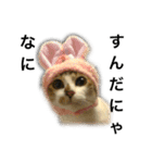 ねこのニケ（個別スタンプ：15）