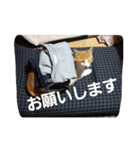 どやっこたびてりどん（個別スタンプ：7）