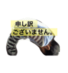 おーすけ2.（個別スタンプ：7）