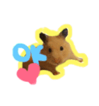 キンクマハムスターコロちゃん(チャッキー)（個別スタンプ：1）