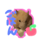 キンクマハムスターコロちゃん(チャッキー)（個別スタンプ：4）