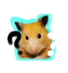 キンクマハムスターコロちゃん(チャッキー)（個別スタンプ：5）