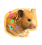 キンクマハムスターコロちゃん(チャッキー)（個別スタンプ：6）