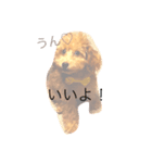 可愛いtotoたん（個別スタンプ：5）