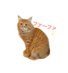我が家の可愛いニャンズ達！（個別スタンプ：1）