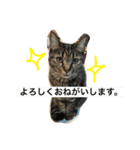 我が家の可愛いニャンズ達！（個別スタンプ：3）