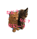 我が家の可愛いニャンズ達！（個別スタンプ：6）