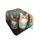 我が家の可愛いニャンズ達！（個別スタンプ：9）