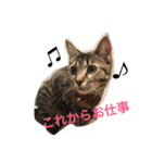 我が家の可愛いニャンズ達！（個別スタンプ：10）