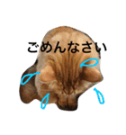 我が家の可愛いニャンズ達！（個別スタンプ：15）
