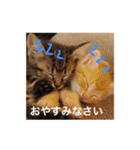 我が家の可愛いニャンズ達！（個別スタンプ：18）