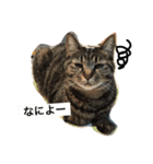 我が家の可愛いニャンズ達！（個別スタンプ：21）