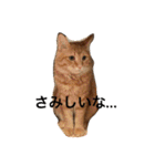 我が家の可愛いニャンズ達！（個別スタンプ：23）