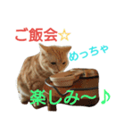 猫のあんずです。（個別スタンプ：2）