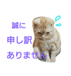 猫のあんずです。（個別スタンプ：3）