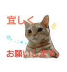 猫のあんずです。（個別スタンプ：4）