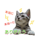 猫のあんずです。（個別スタンプ：5）