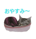 猫のあんずです。（個別スタンプ：7）