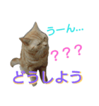 猫のあんずです。（個別スタンプ：9）