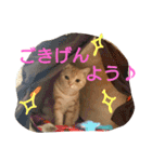 猫のあんずです。（個別スタンプ：10）