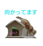 猫のあんずです。（個別スタンプ：13）