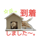 猫のあんずです。（個別スタンプ：14）