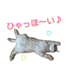 猫のあんずです。（個別スタンプ：16）