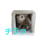 猫のあんずです。（個別スタンプ：24）