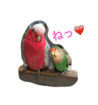 インコとデグーとウサギとヤモリとリス達（個別スタンプ：1）