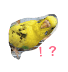 インコとデグーとウサギとヤモリとリス達（個別スタンプ：2）