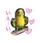 インコとデグーとウサギとヤモリとリス達（個別スタンプ：3）