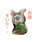 インコとデグーとウサギとヤモリとリス達（個別スタンプ：4）