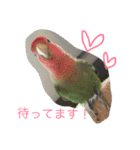 インコとデグーとウサギとヤモリとリス達（個別スタンプ：6）