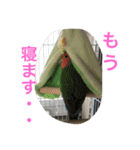 インコとデグーとウサギとヤモリとリス達（個別スタンプ：9）