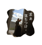 インコとデグーとウサギとヤモリとリス達（個別スタンプ：11）
