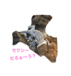 インコとデグーとウサギとヤモリとリス達（個別スタンプ：12）